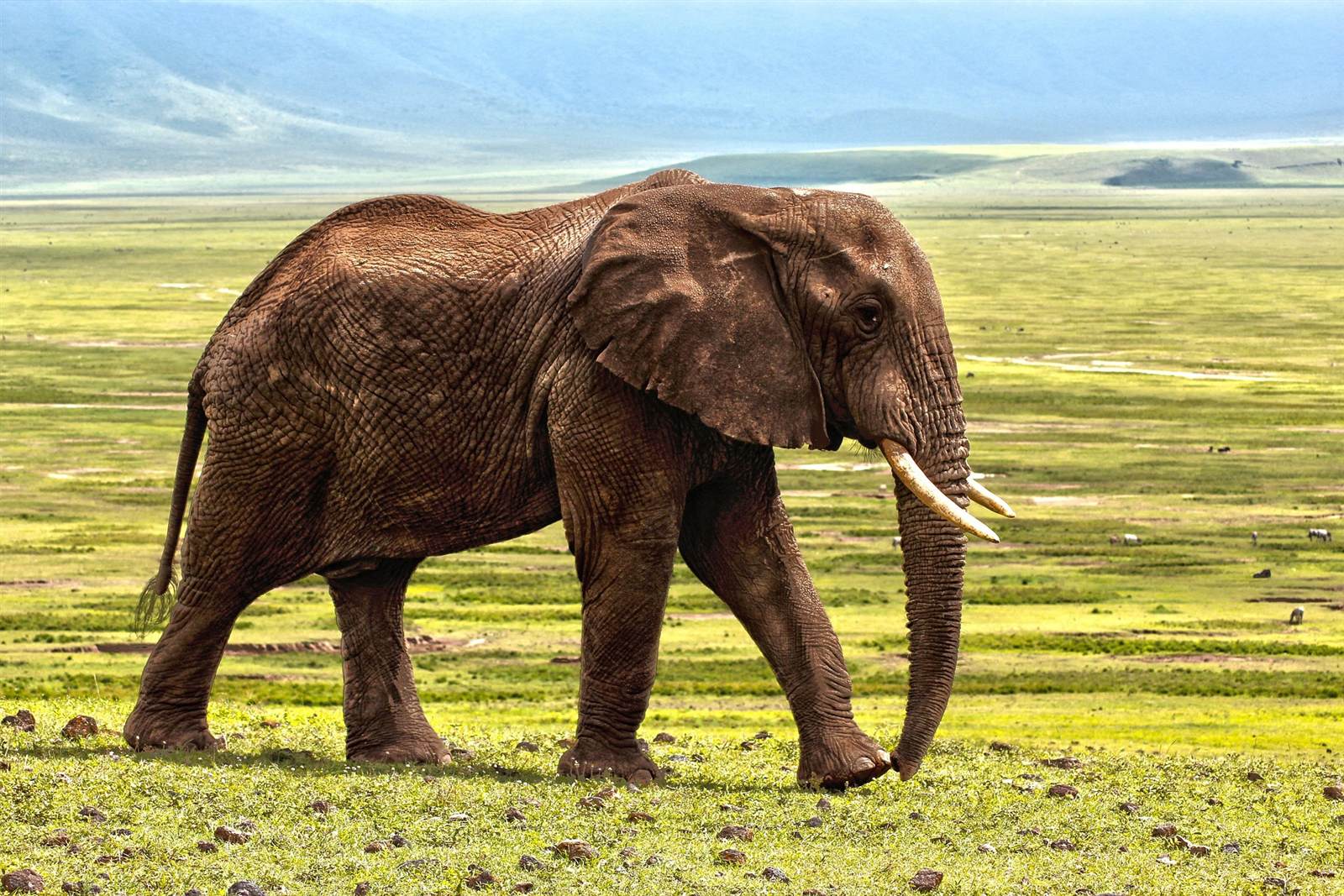 Elephant walking across open grassland